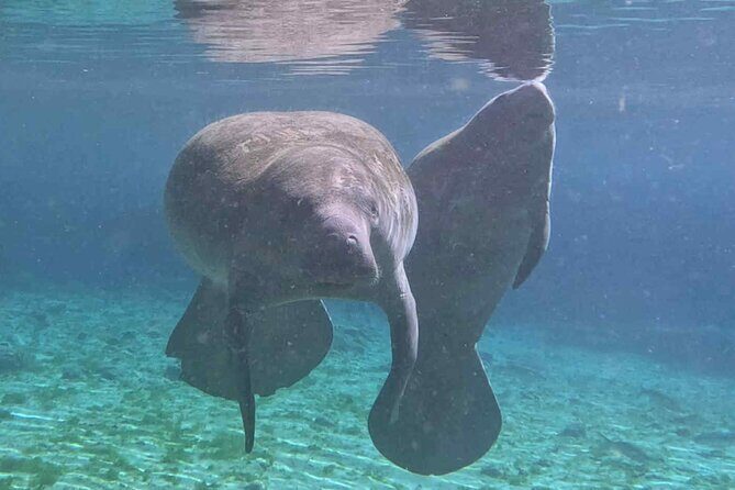 Three Sisters Tandem Kayak and Snorkeling Manatee Tour - The Sum Up