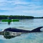 Tierra Verde FL: Coastal Kayaking Tour in Shell Key - What to Expect on the Tour
