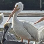 Tiki Pub Amazing Dolphin Eco Adventure - Practical Details for Travelers