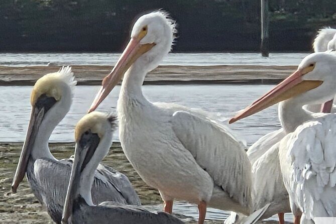 Tiki Pub Amazing Dolphin Eco Adventure - Practical Details for Travelers