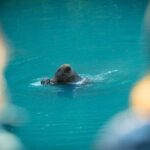 Toba Bears and Wilderness Grizzly Bear Viewing in Campbell River - Practical Details and Considerations