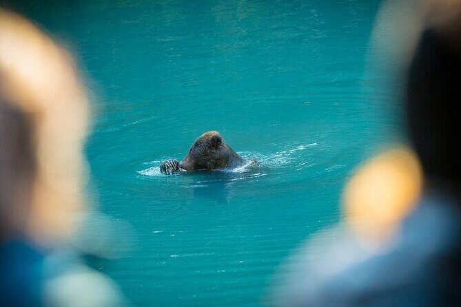 Toba Bears and Wilderness Grizzly Bear Viewing in Campbell River - Practical Details and Considerations