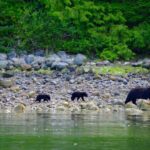 Tofino: Bear Watching Boat Tour with Nature Guide - Final Thoughts