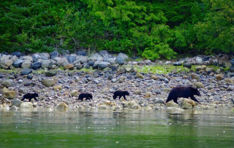 Tofino: Bear Watching Boat Tour with Nature Guide - Final Thoughts