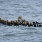 Tofino: Covered Boat Winter Wildlife Watching Tour - Why This Tour Provides Good Value