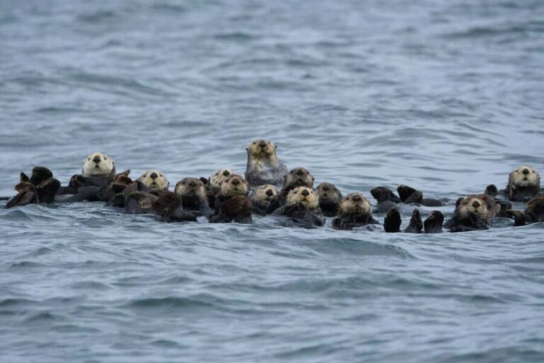 Tofino: Covered Boat Winter Wildlife Watching Tour - Why This Tour Provides Good Value