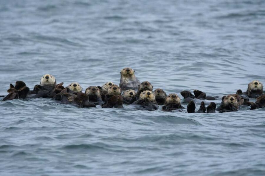 Tofino: Covered Boat Winter Wildlife Watching Tour - Why This Tour Provides Good Value
