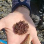 Tonsina Point Kayak in Resurrection Bay - An In-Depth Look at the Tour Experience