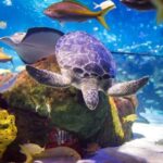 Toronto CityPASS®: Save up to 38% at 5 Top Attractions - Who Will Benefit Most?