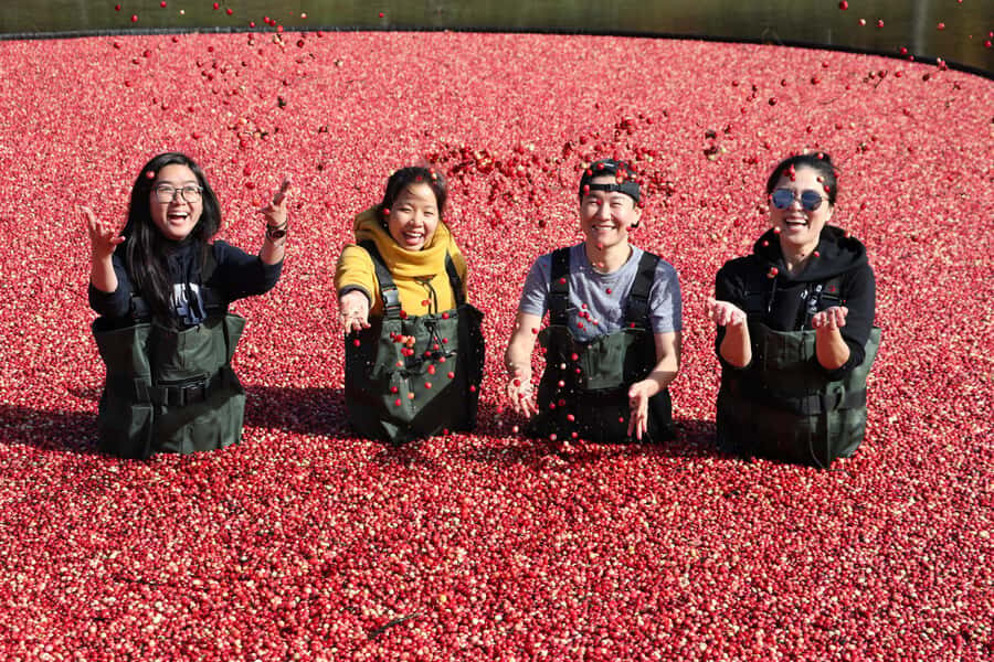 Toronto: Muskoka Cranberry Farm and Hardy Lake Hike - Analyzing the Value and Practical Aspects