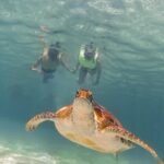 Tortugas & Cenotes Snorkel With Turtles Tour - The Experience from Travelers’ Perspectives