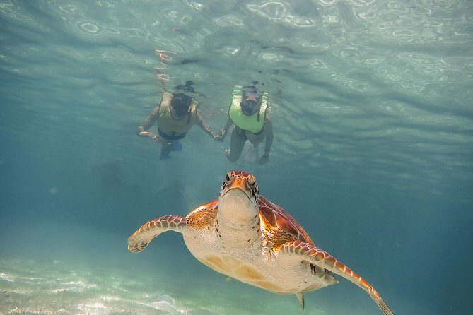 Tortugas & Cenotes Snorkel With Turtles Tour - The Experience from Travelers’ Perspectives
