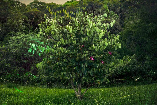 Totláli fireflies sighting - Frequently Asked Questions (FAQs)