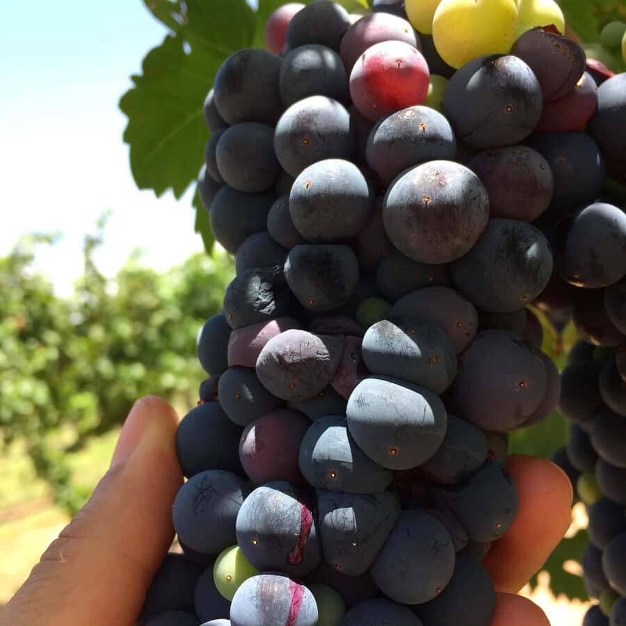 Tour+ Cata 3 vinos / Tour + 3 wine tasting - Value and Practical Tips