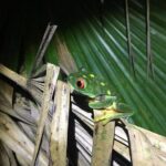 Tour Herpetologico - The Value of the Experience