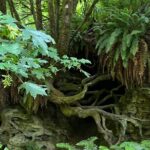 Tour of Fort Clatsop, Youngs River Falls & Warrenton Countryside - An In-Depth Look at the Tour Experience