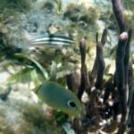 Tour Privado en Barco en Puerto Morelos con Almuerzo Incluido - Why This Tour Offers Real Value