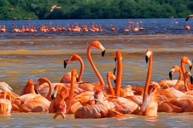 Tour to Celestún with View of Flamencos and Beach Club - Why This Tour Delivers Value