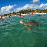 Tour to swim with turtles - Who Will Love This Experience?