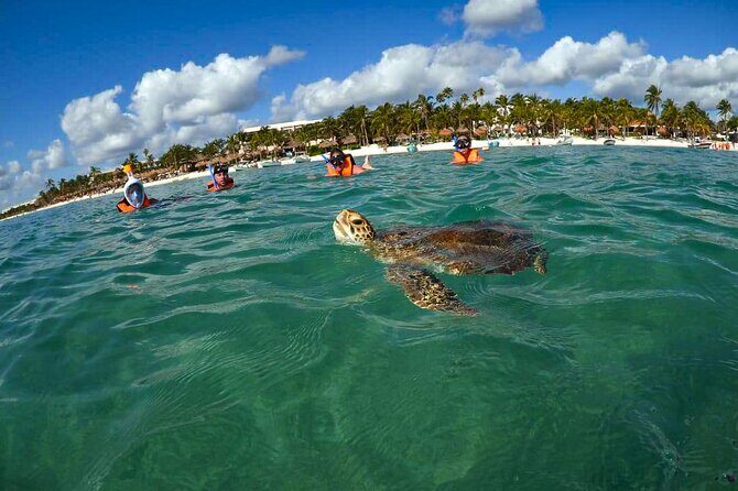 Tour to swim with turtles - Who Will Love This Experience?