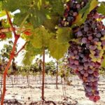 Tourist guide in the Wine Country (Valle de Guadalupe) Ensenada - Frequently Asked Questions