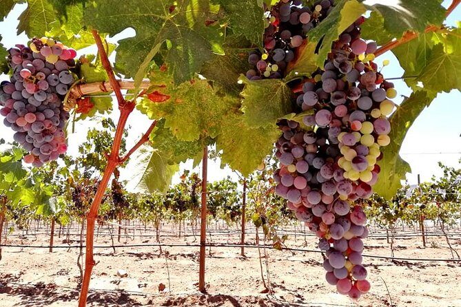 Tourist guide in the Wine Country (Valle de Guadalupe) Ensenada - Frequently Asked Questions