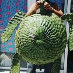 Traditional Palm Weaving Workshop with Food and Drinks in Tulum - Detailed Breakdown of the Experience