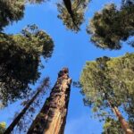 Transformative Outdoor Day Retreat Among the Giant Sequoias - The Spiritual and Reflective Elements