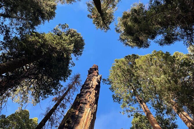 Transformative Outdoor Day Retreat Among the Giant Sequoias - The Spiritual and Reflective Elements