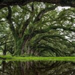 Transportation (Only) to a Plantation - Practical Details & What to Expect