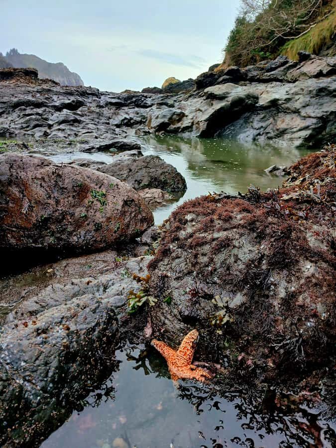 Trinidad: Elk Head Trail Guided Nature Walking Tour - Practical Details and Value