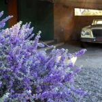 True Crime Walking Tour in Tucson's Historic Blenman-Elm - Analyzing the Value: Is It Worth It?