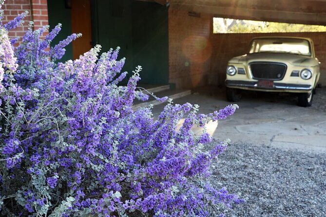 True Crime Walking Tour in Tucson's Historic Blenman-Elm - Analyzing the Value: Is It Worth It?