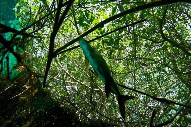 Try dive in beautiful Casa cenote for 2 people - Why This Tour Is Worth Considering