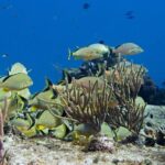 Try dive in Cozumel island - Real Travelers’ Insights