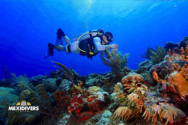 Tulum: 2 Tank Reef Diving - Practical Details and Value