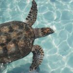 Tulum, 4 Cenotes, and Playa del Carmen - User Experiences: What Travelers Say