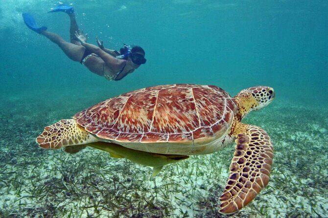 Tulum Adventure Ruins & swim in Akumal Beach & Cenote from Cancun - What Travelers Appreciate