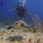 Tulum Akumal Snorkel Tour and 4 Cenotes Small Group All Fees Incl - What’s Included and What’s Not