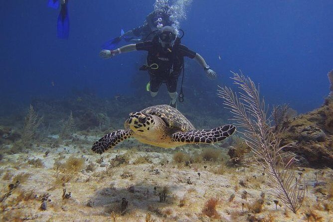 Tulum Akumal Snorkel Tour and 4 Cenotes Small Group All Fees Incl - What’s Included and What’s Not