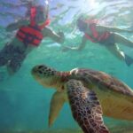 Tulum: Akumal Turtles and Underground Cenote Swim Tour - Who Is This Tour For?