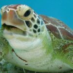 Tulum and Turtles Experience - FAQs