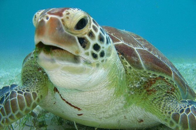Tulum and Turtles Experience - FAQs
