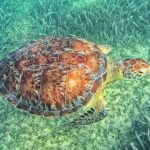 Tulum, Coba, Playa Del Carmen, And Cenote All Inclusive Tour - Casa Tortuga Cenote: A Refreshing Break