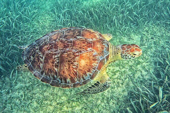 Tulum, Coba, Playa Del Carmen, And Cenote All Inclusive Tour - Casa Tortuga Cenote: A Refreshing Break