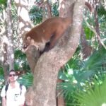 Tulum Guided Tour and Cenote Swim from Playa del Carmen - The Cenote: Yax Kin for a Refreshing Break