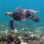 Tulum Private Boat Tour & Turtle Snorkeling Experience - FAQ