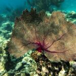 Tulum Ruins and Turtle Search at Akumal Plus Underground Cenote - Practical Details and Logistics