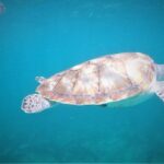 Tulum ruins swim with turtles in Akumal and Cenote - A Deep Dive into the Experience