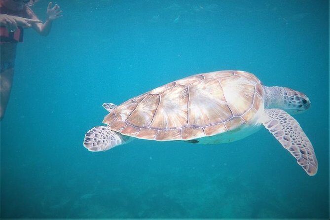 Tulum ruins swim with turtles in Akumal and Cenote - A Deep Dive into the Experience